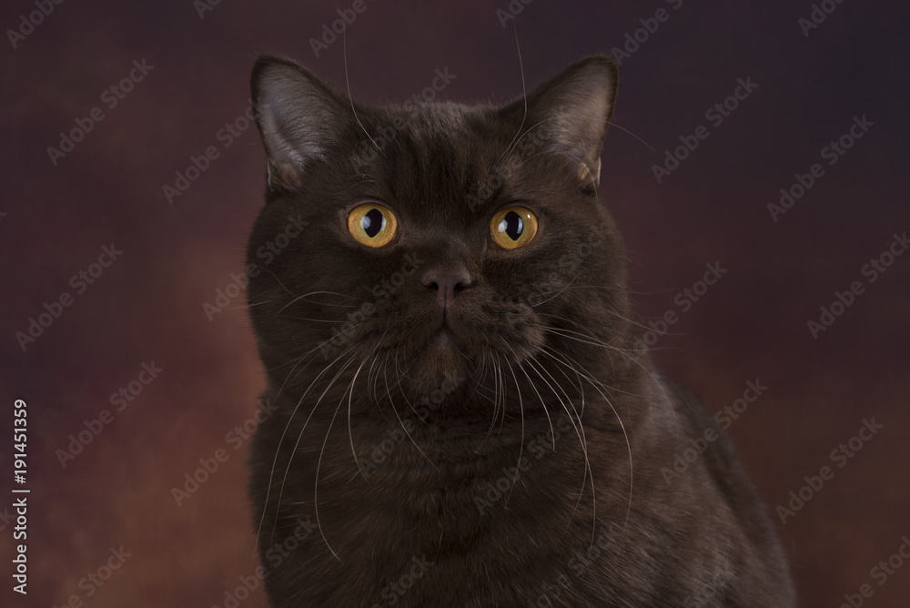 Obraz premium british cat on brown isolated background