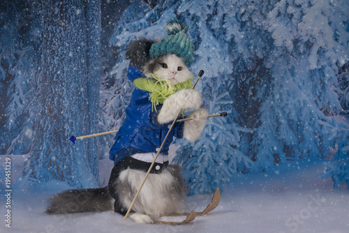 Fototapeta Naklejka Na Ścianę i Meble -  cat skiing in winter park