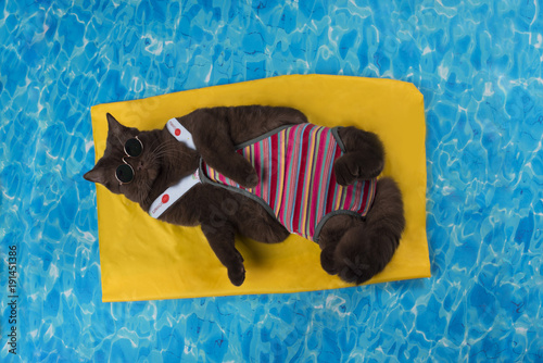 Fototapeta Naklejka Na Ścianę i Meble -  cat rest in the pool on the air mattress