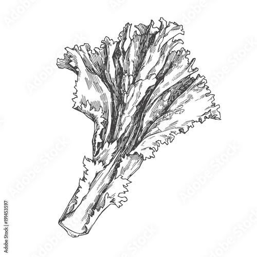 Vector vintage illustration of lettuce isolated on white. Hand drawn green leaf in engraving style.