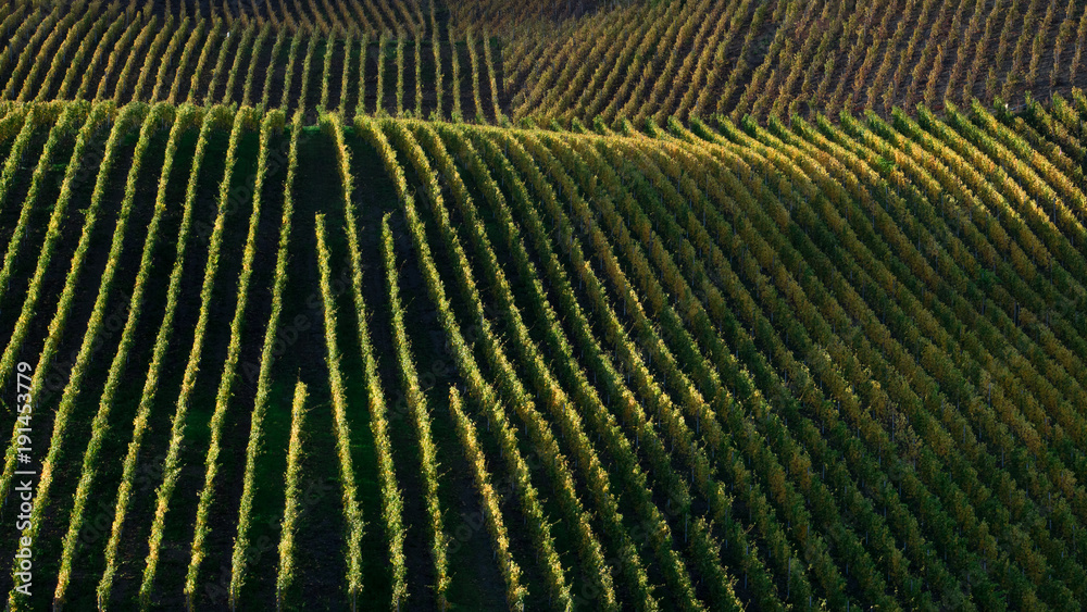 Fototapeta premium Beautiful rows of rolling hillside vineyards during sunset