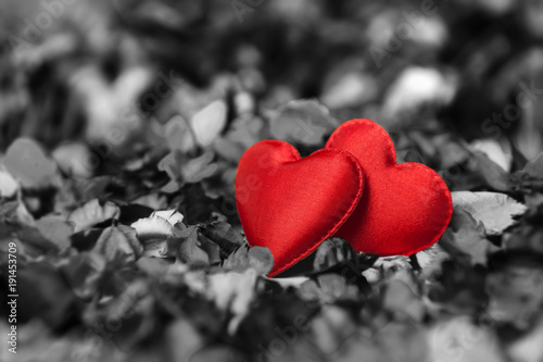 Two red hearts on black and white background made of dried flower leaves. Perfect for postcard on Valentine day