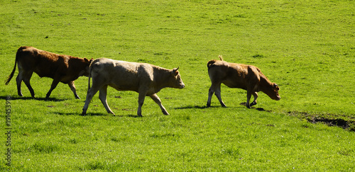 Cows and calf walking