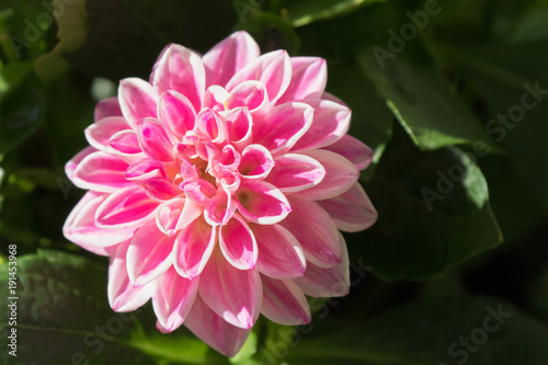 Fototapeta Naklejka Na Ścianę i Meble -  Home grown Dahlia flower in bright pink rays blooming in the sun