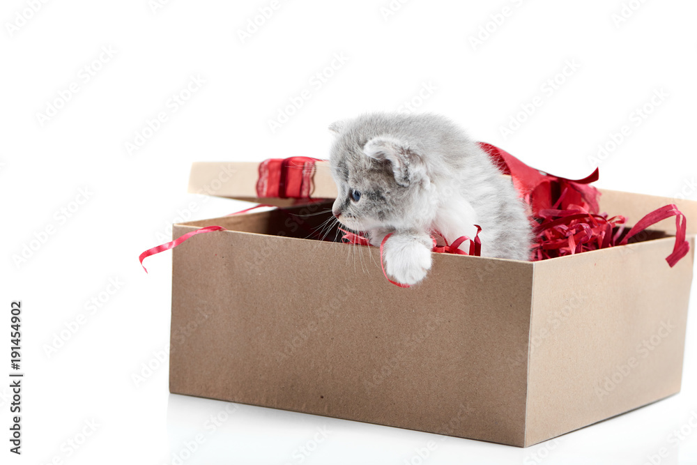 Fluffy cuteness. Small adorable grey kitten looking to side while sitting in decorated cardboard box being birthday present. Little cute funny curious playful cat valentine hapiness white studio