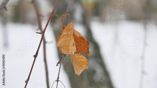 Three yellow leaves covered with snow close-up. Winter photo