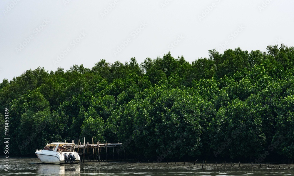Green mangrove forest and white boat at seashore with clear white sky.
