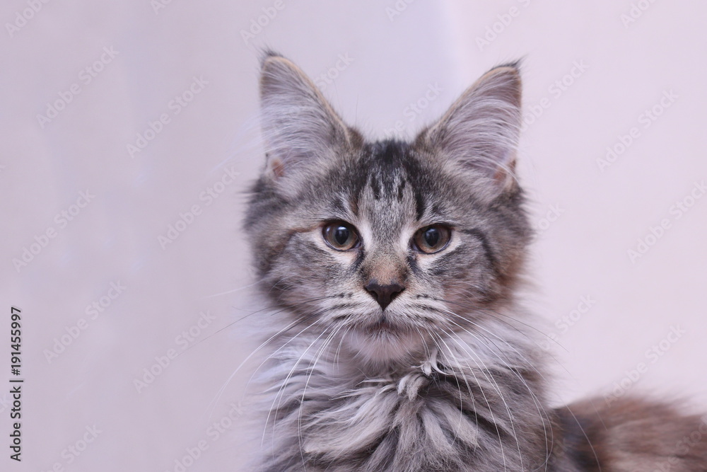Obraz premium portrait of Maine Coon kitten. Cute kitten with long hair. felis silvestris. felis catus