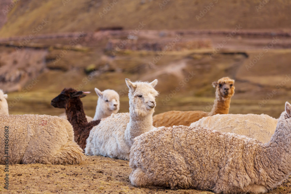 Fototapeta premium Llama