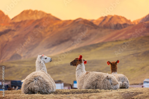 Fényképezés Llama