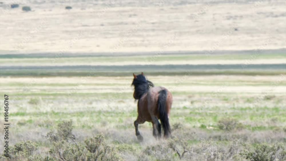 Slow motion of beautiful wild horses running in the west desert in dry Utah Slow motion of beautiful wild horses running in the west desert in dry Utah