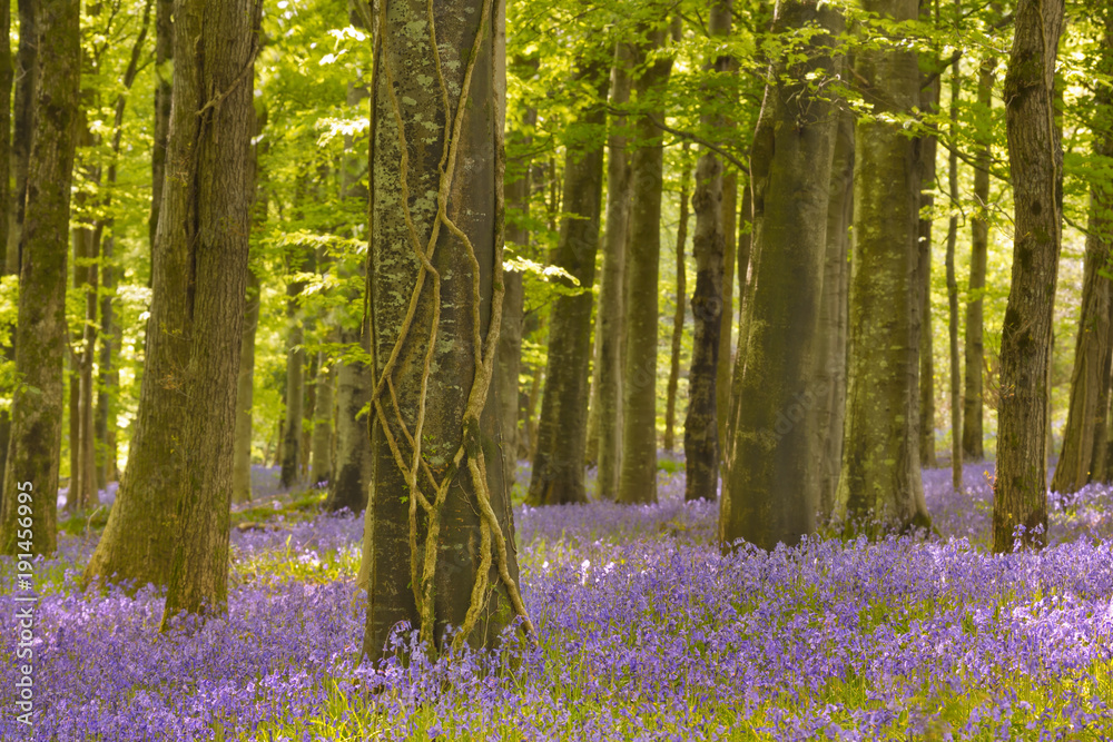 Blooming bluebells in Northern Ireland Blooming bluebells in Northern Ireland