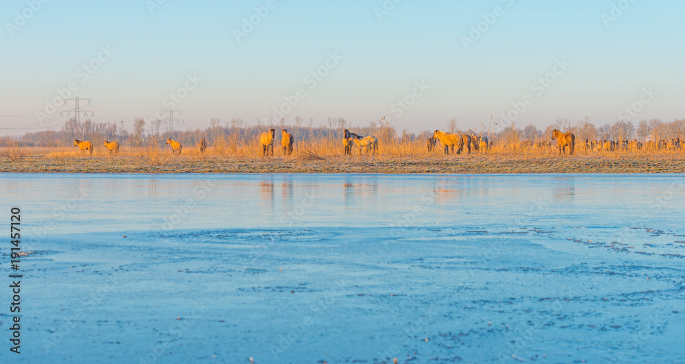 Feral horses along the edge of a frozen lake in winter