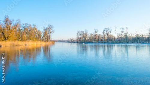 Reed in a field along a frozen lake in winter