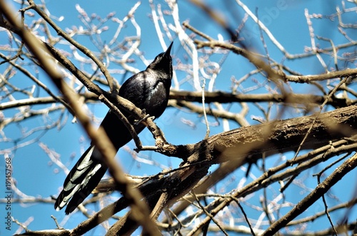 Common Grackle in Tree at the Park