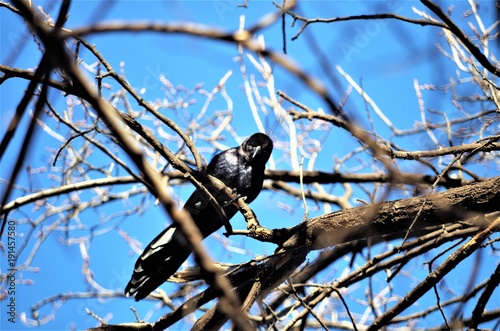 Common Grackle in Tree at the Park