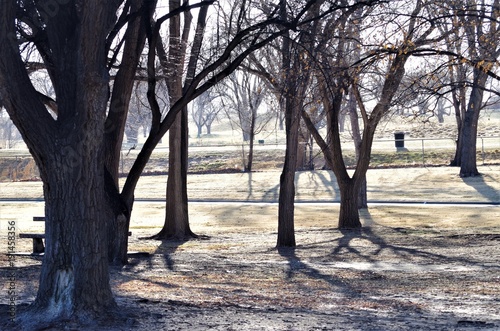 Park trees on a cold, clear day