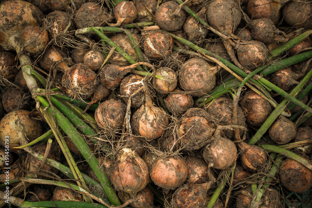 Fresh organic onion that has just been dug from the ground in a pile still covered in dirt Fresh organic onion that has just been dug from the ground in a pile still covered in dirt