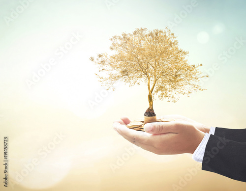 Investment concept: Businessman hands holding stacks of golden coins and big tree on blurred nature background photo