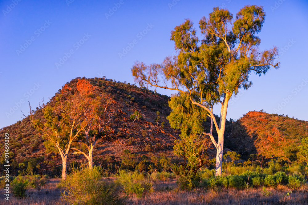 Fototapeta premium Outback Gums