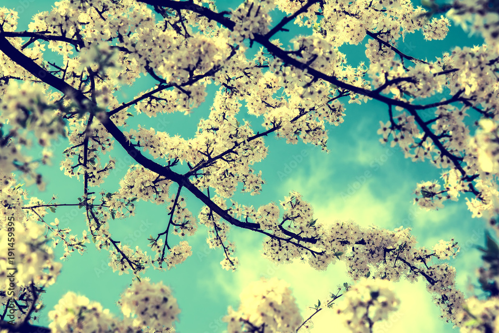 Fototapeta premium Sakura flower cherry blossom