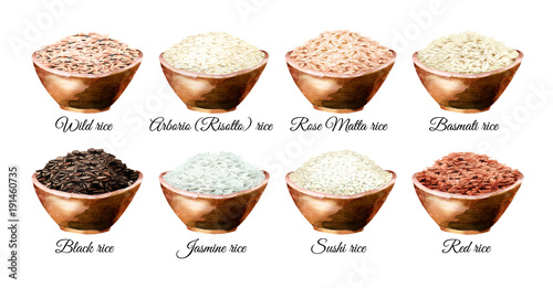 Rice variety. Watercolor hand drawn illustrations set, isolated on white background