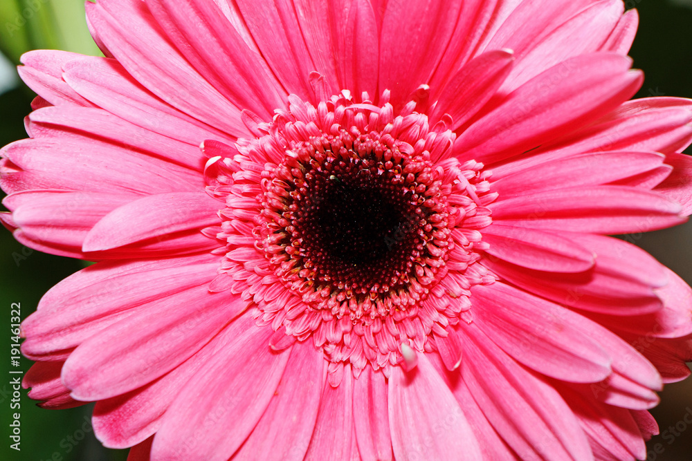 Beautiful gerbera blooming in the garden. Beautiful gerbera blooming in the garden.