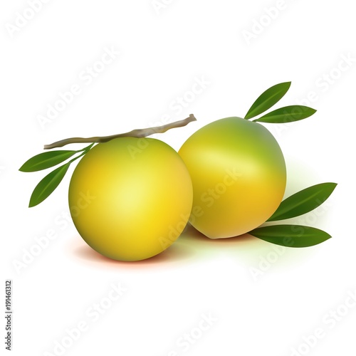 Photo realistic 3d vector abiu caimito fruit with leaves isolated on white background. Vector illustration. photo