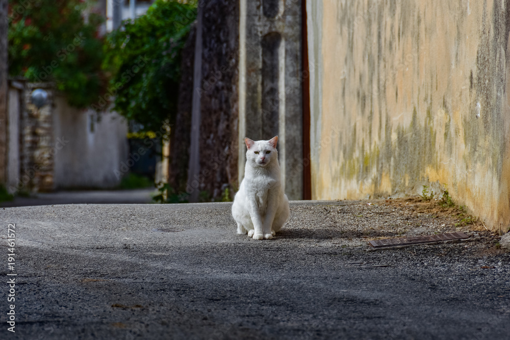 Gatto bianco in città