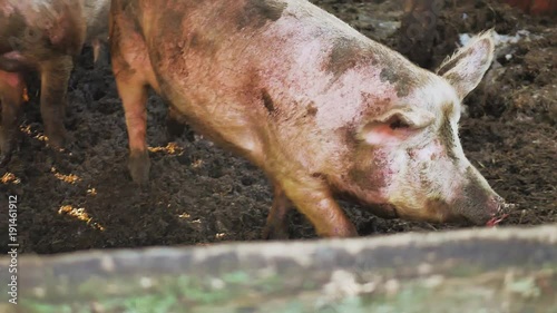 Wild boars on the animal farm.Large wild boar female. Pig licks the camera. photo