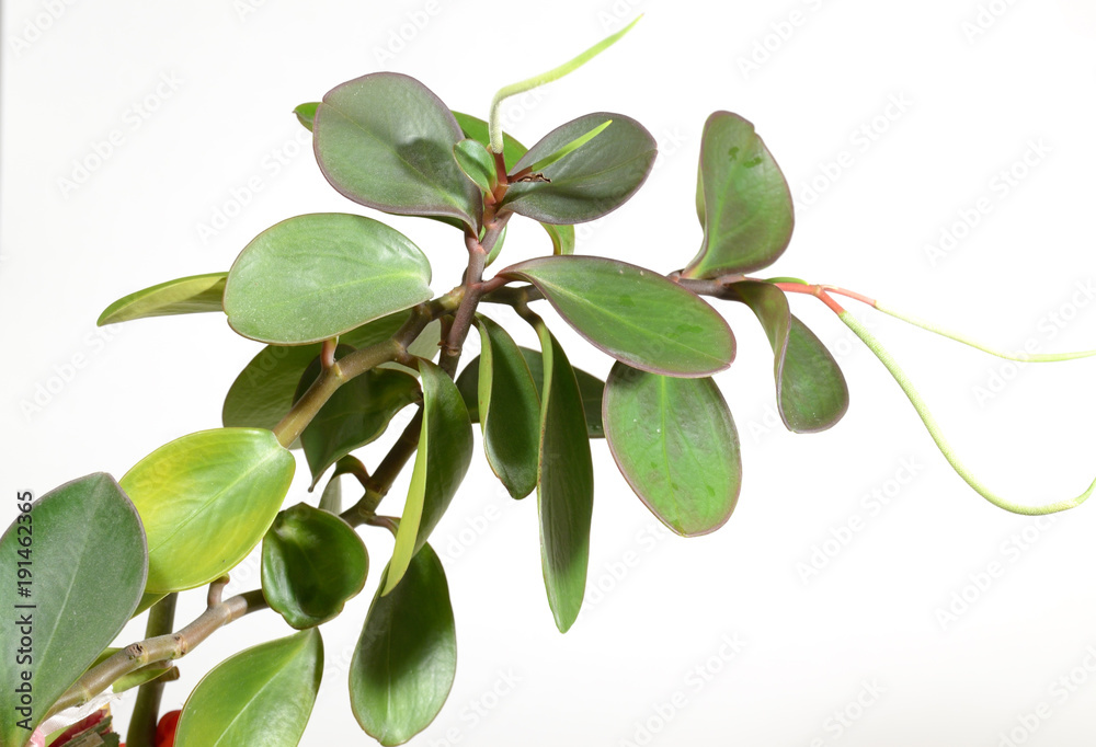 Peperomia obtusifolia-this herbaceous plant. Peperomia obtusifolia-this herbaceous plant.