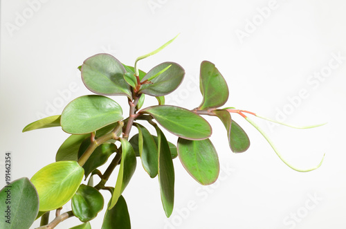 Obraz na płótnie Peperomia obtusifolia-this herbaceous plant. w salonie