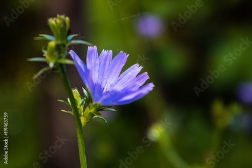 blue autumn flower on the lawn