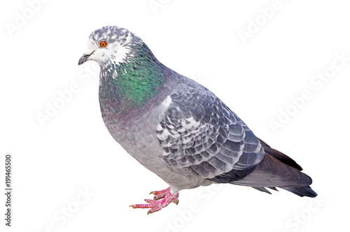 big Beautiful pigeon
