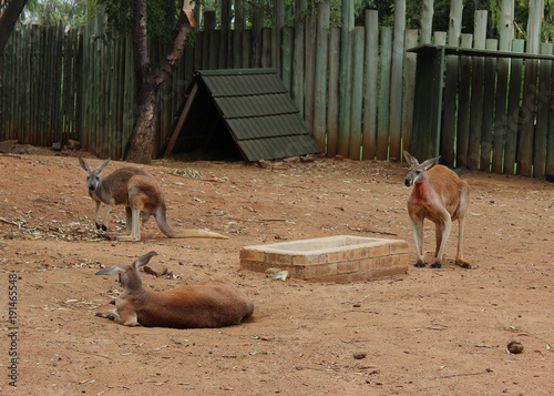 The red kangaroo (Macropus rufus), the largest of all kangaroos, at ZOO Pretoria photo