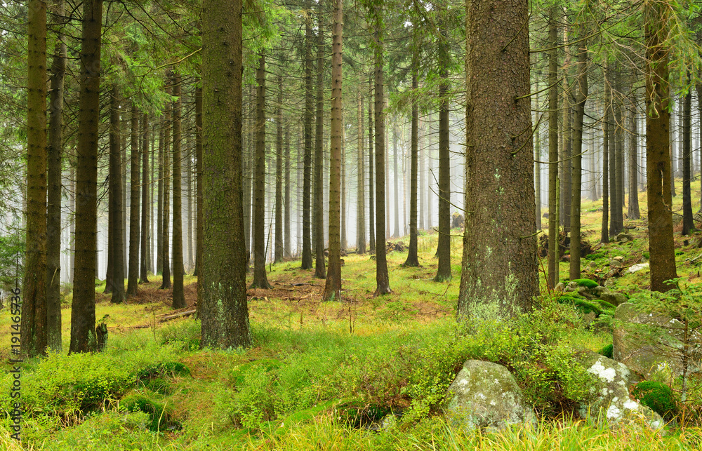 Fichtenwald mit Nebel, Nationalpark Harz, Deutschland Fichtenwald mit Nebel, Nationalpark Harz, Deutschland