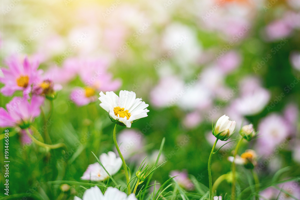 Close up Natural flowers background. Amazing view of colorful flowering in the garden and green grass landscape Overhead view with copy space and template floral background. Close up Natural flowers background. Amazing view of colorful flowering in the garden and green grass landscape Overhead view with copy space and template floral background.