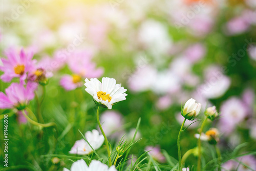 Close up Natural flowers background.  Amazing view of colorful  flowering in the garden and green grass landscape Overhead view with copy space and template floral background.