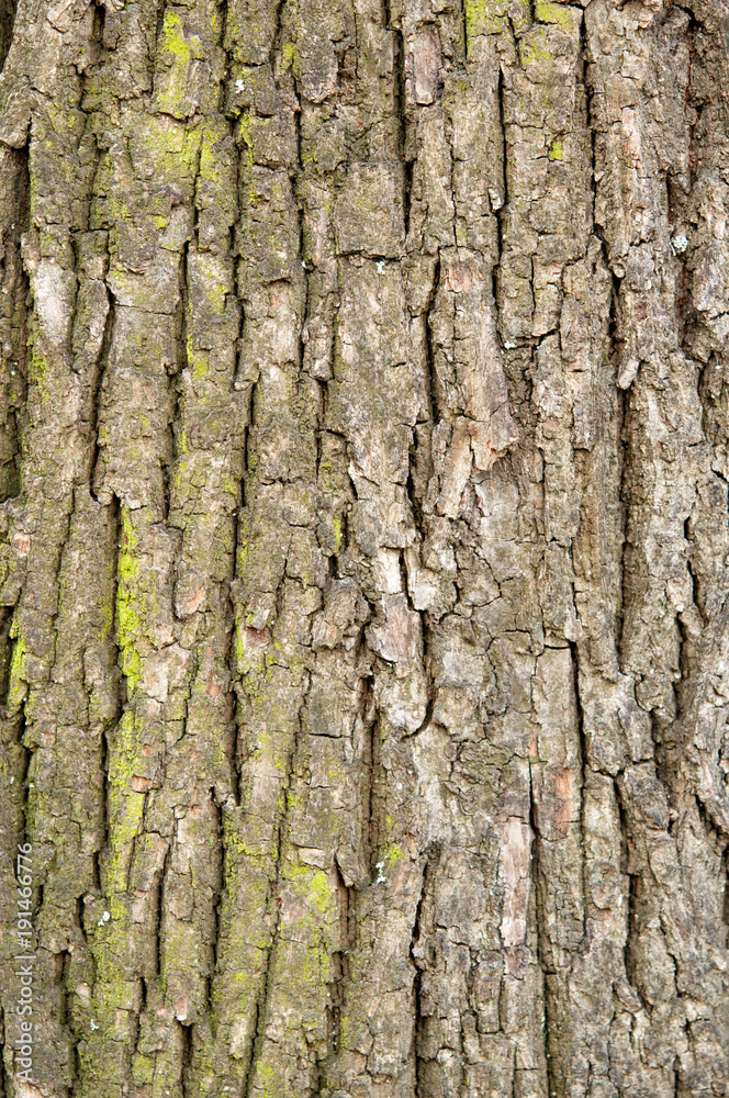 Obraz premium old wood tree bark