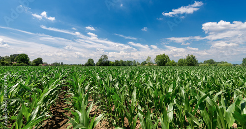 Green Corn Fields with Blue Sky and Clouds