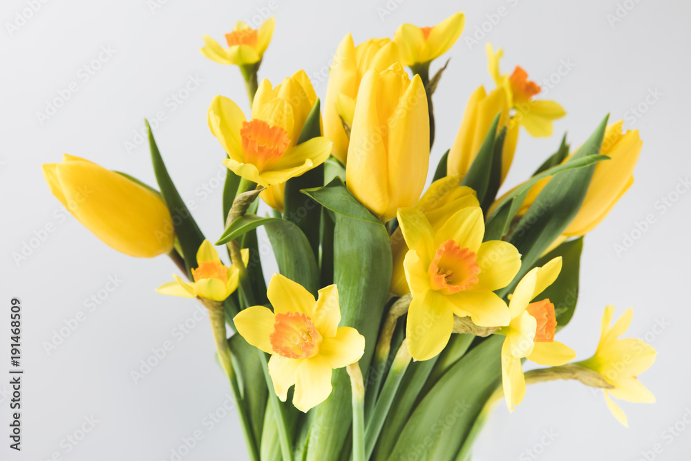 close-up view of beautiful yellow spring flowers isolated on grey close-up view of beautiful yellow spring flowers isolated on grey
