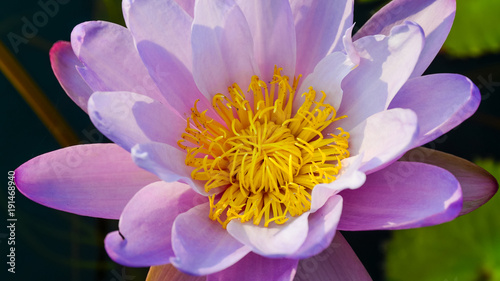 Pink lotus flower in pool, Close up shot