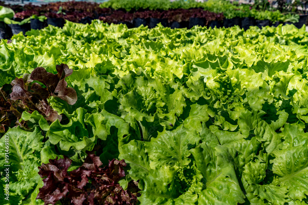 Bed of green vegetables Bed of green vegetables