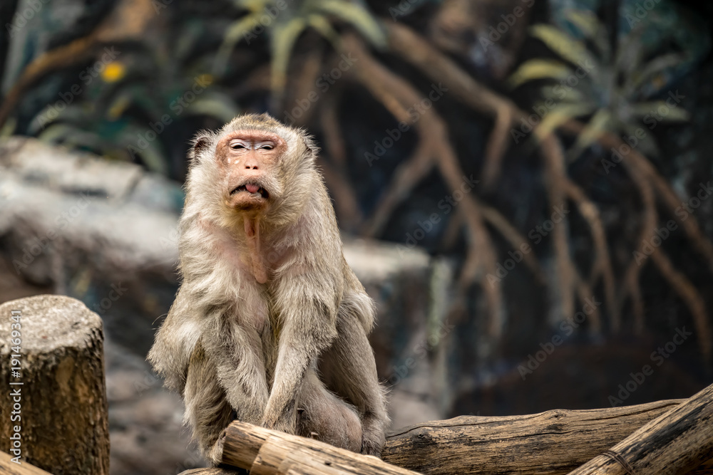 Obraz premium Old brown monkey