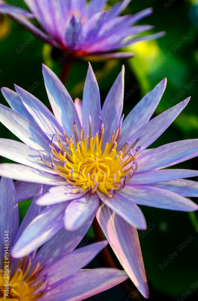 Purplel otus flower in pool Purplel otus flower in pool