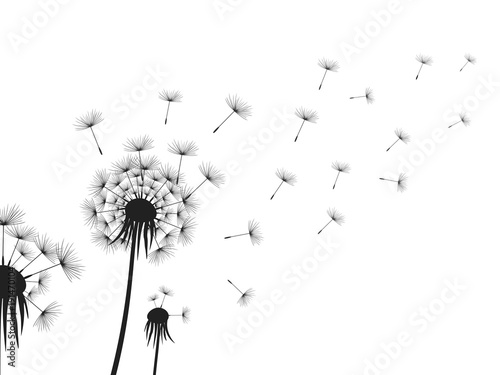 Fototapeta Naklejka Na Ścianę i Meble -  Dandelion flowers on white background.