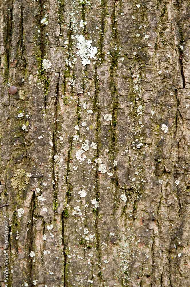 Obraz premium old wood tree bark