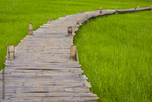 Rice field and Long bamboo bridge