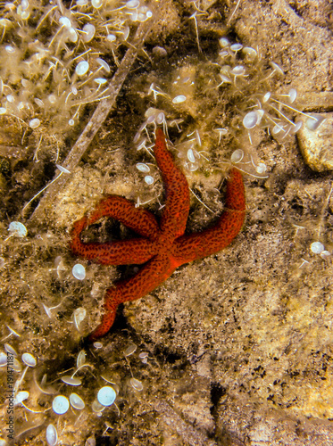 Beautiful orange starfish sea star in croatia sea