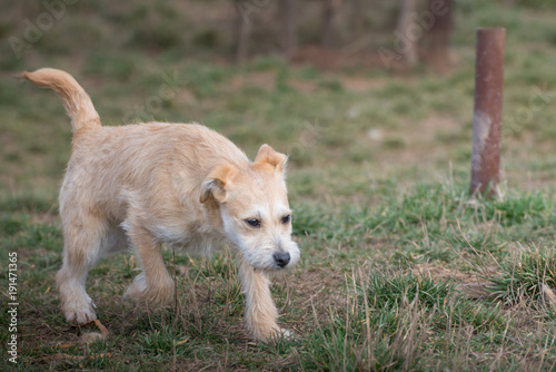 Cute puppies from dogs shelter